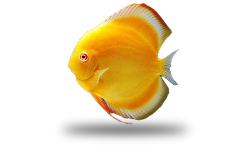 Acara Disco Albino Millennium Gold