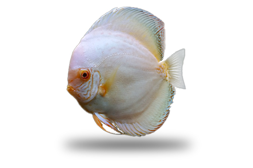 Acara Disco Albino White Butterfly