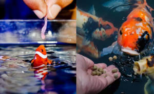 alimentando seu peixe 300x184