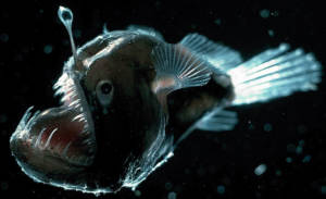 angler fish 300x183