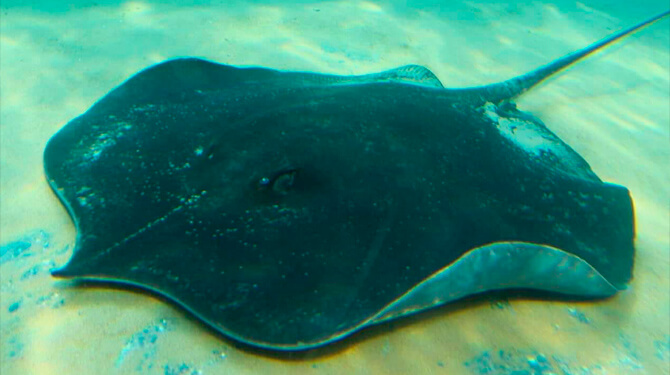 arraia gigante de agua doce