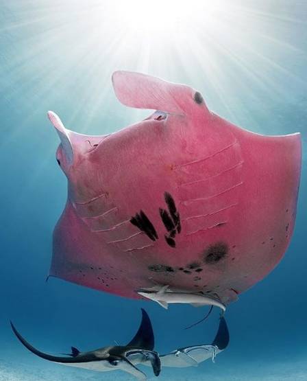 arraia manta rosa inferior