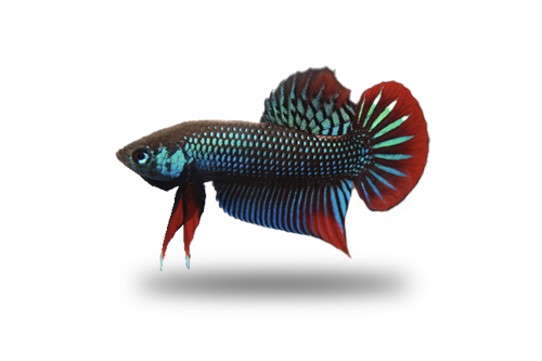 Betta Imbellis