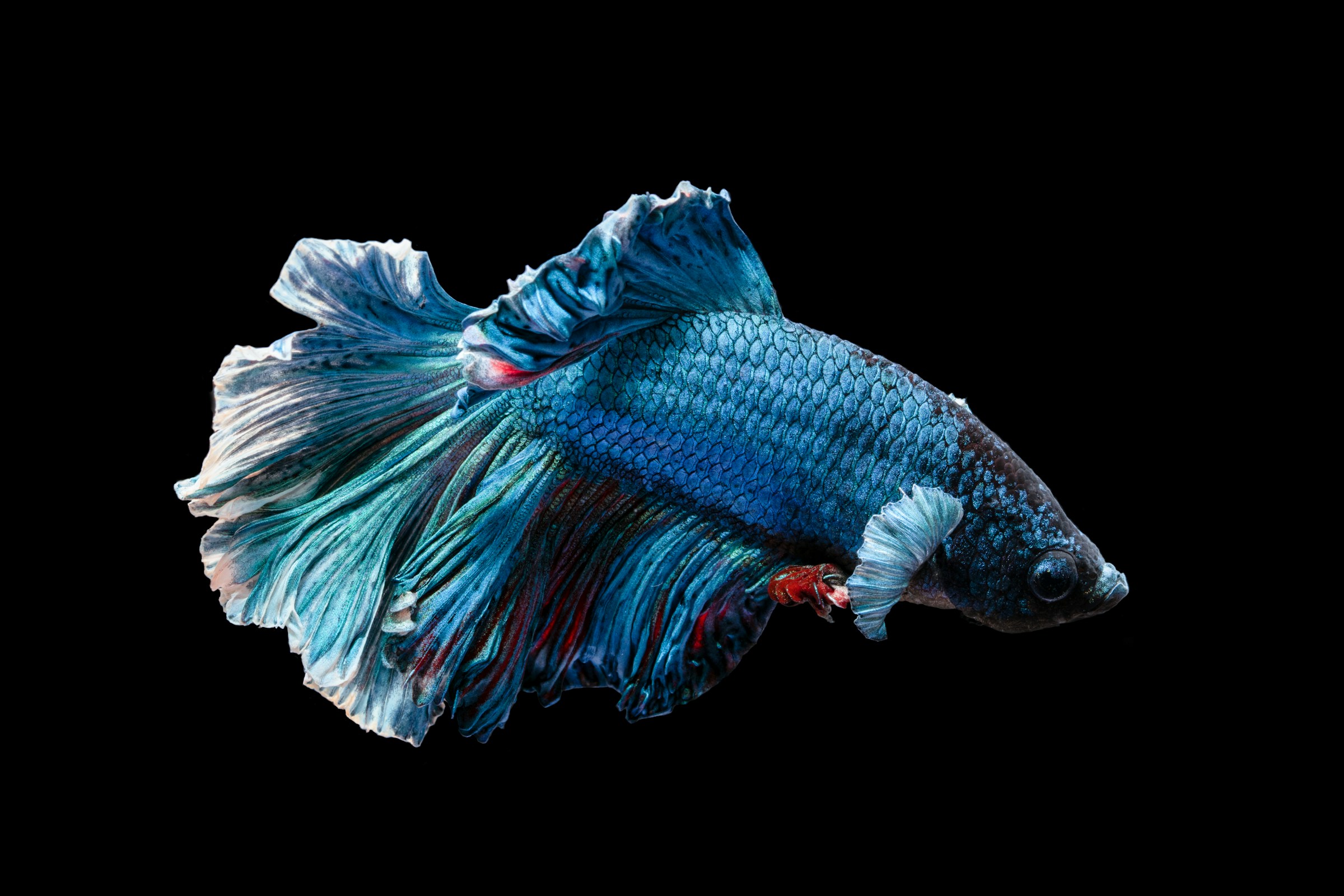 Peixe Betta
