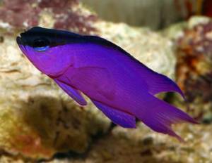 blackcap gramma 300x232