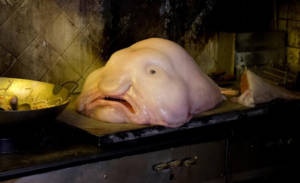 blob fish 300x183