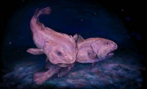 blob fish art 300x183