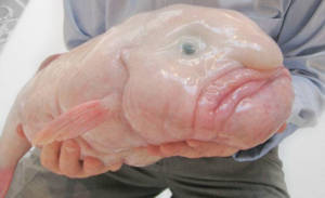blob fish in hands 300x183