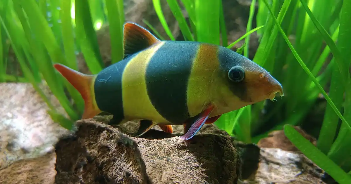 Bótia palhaço (Chromobotia macracanthus) com suas listras pretas em aquário plantado