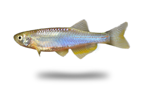 Pearl Danio