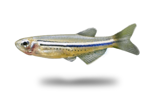 Spotted Danio