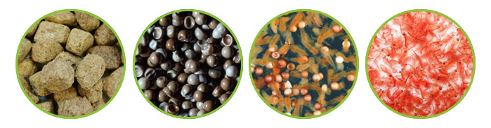 camarao de salmoura artemia