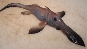 chimaera 300x169