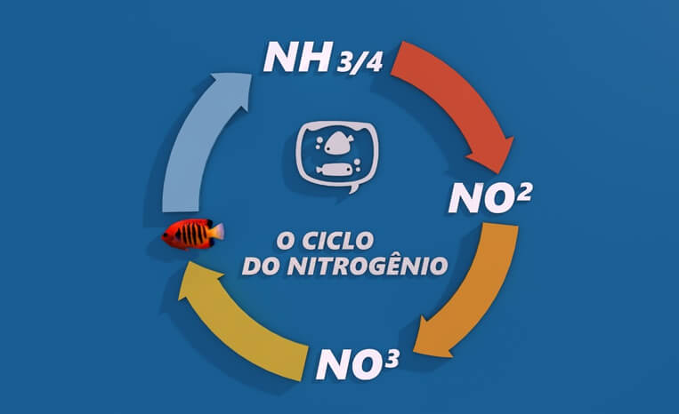 O Ciclo do Nitrogênio
