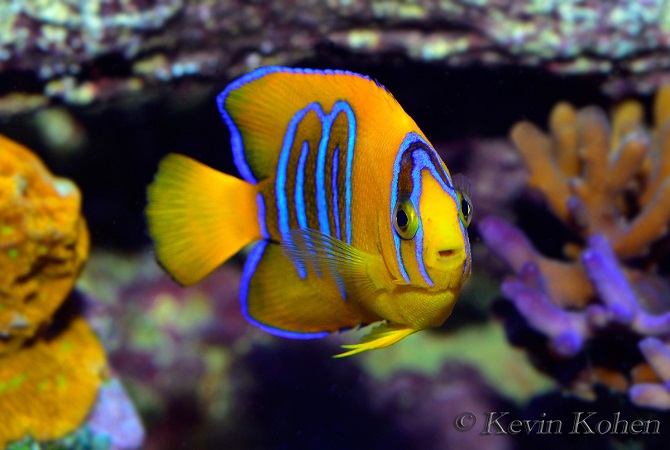 clarion angelfish