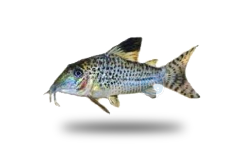 Corydoras Acutus