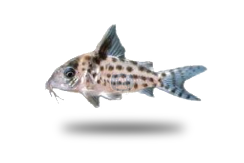 Corydoras Agassizii
