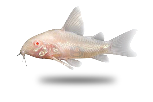 Corydoras Albino