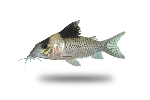 Corydoras Amandajanea