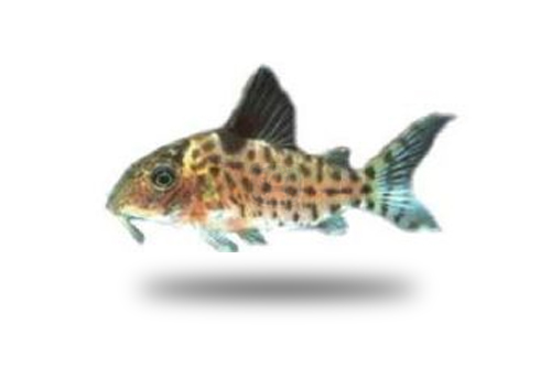 Corydoras Ambiacus