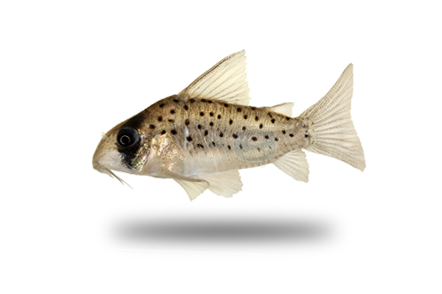 Corydoras Atropersonatus