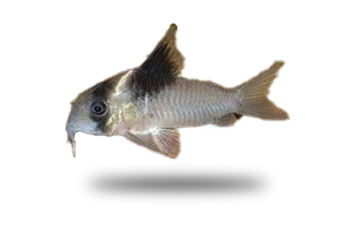 Corydoras Bicolor