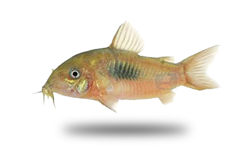 Corydoras Bronze