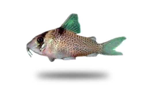 Corydoras Crimmeni