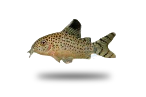 Corydoras Cruziensis