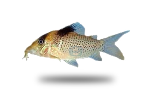 Corydoras Ephippifer