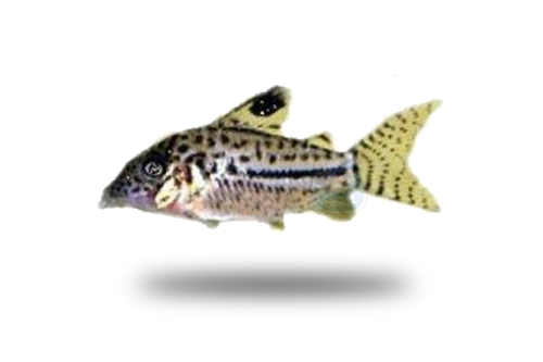 Corydoras Gomezi