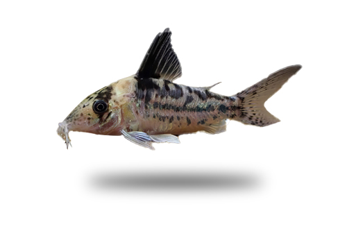 Corydoras Incolicana
