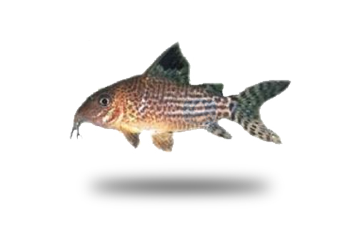 Corydoras Isbrueckeri