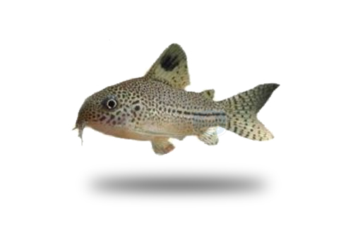 Corydoras Julii