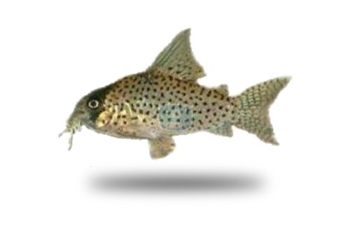 Corydoras Kanei