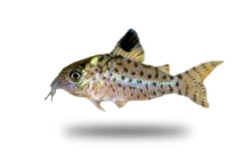 Corydoras Lamberti