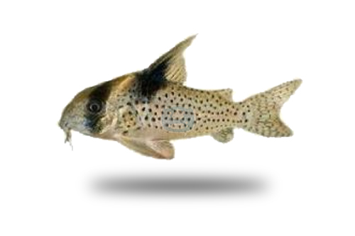 Corydoras Melanistius
