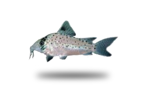 Corydoras Orphnopterus