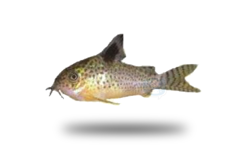 Corydoras Paraguai