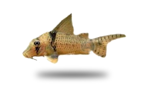 Corydoras Pastazensis