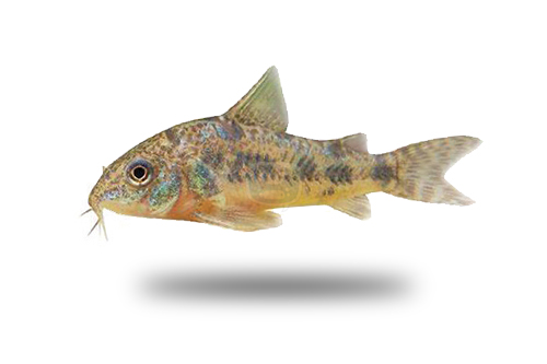 Corydoras Peppered