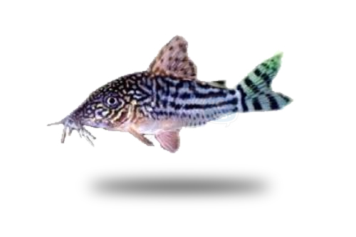 Corydoras Pinheiroi