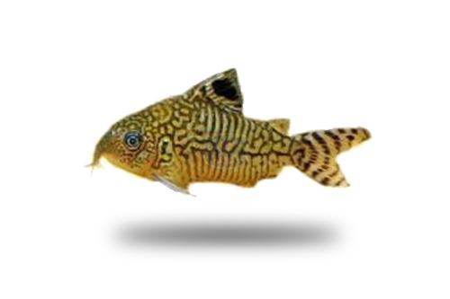 Corydoras Reticulatus