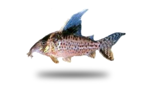Corydoras Robustus