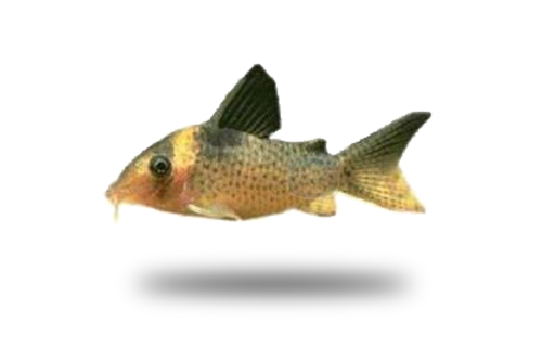 Corydoras Saramaccensis