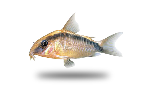 Corydoras Skunk