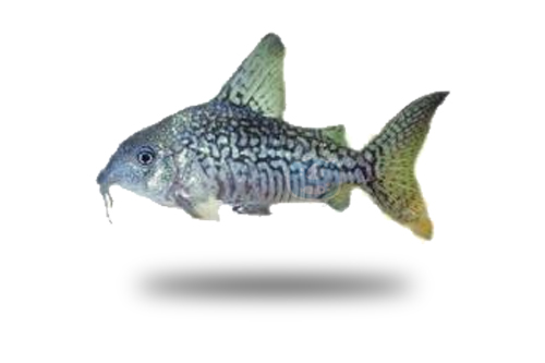 Corydoras Sodalis
