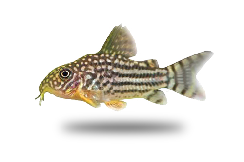 Corydoras Sterbai