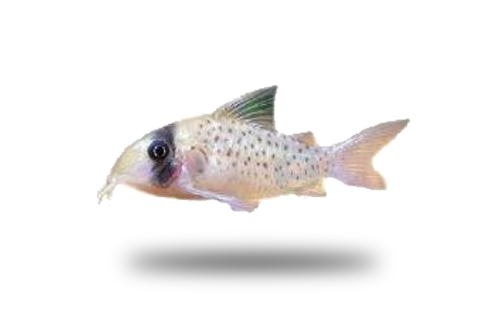 Corydoras Syrchi