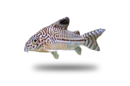 Corydoras Trilineatus